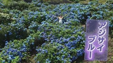 アジサイブルーの大川原高原　1万株が見ごろ【徳島】