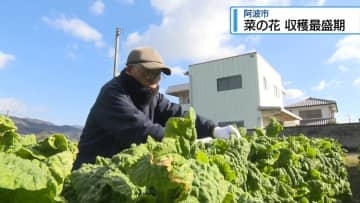 阿波市で「食用の菜の花」収穫ピーク　お浸しや漬物などに加工【徳島】