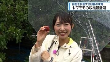 初夏の味覚「ヤマモモ」　小松島市で収穫最盛期【徳島】