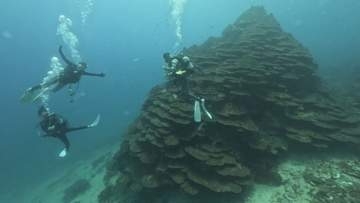 10年ぶりに復活　牟岐の観光ダイビング【徳島】