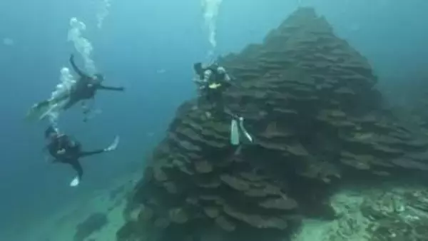 10年ぶりに復活　牟岐の観光ダイビング【徳島】