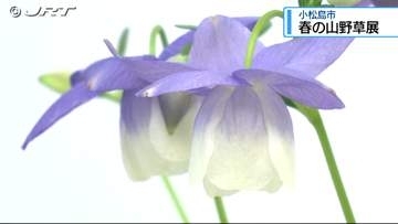 小松島市で「春の山野草展」はじまる【徳島】