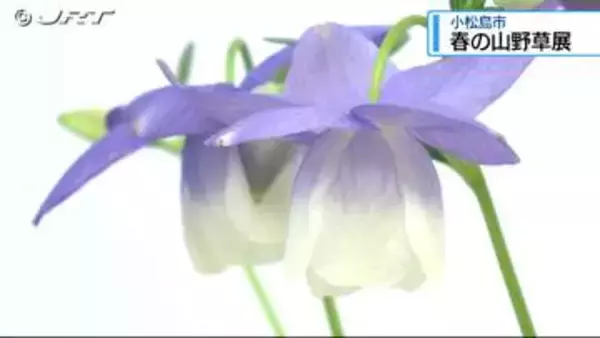 小松島市で「春の山野草展」はじまる【徳島】