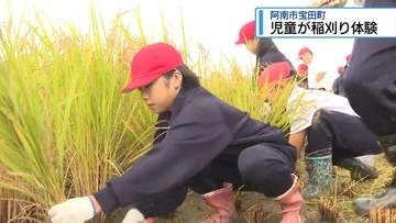 農作業の大切さを学ぶ　阿南市の小学生が昔ながらの稲刈体験【徳島】