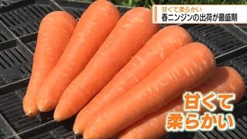 甘くて柔らかい「春ニンジン」出荷最盛期【徳島】