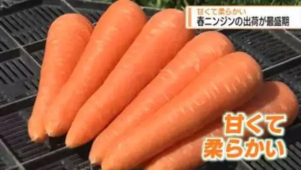 甘くて柔らかい「春ニンジン」出荷最盛期【徳島】