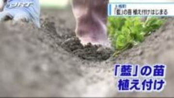 「藍」の苗の植え付けが上板町ではじまる【徳島】