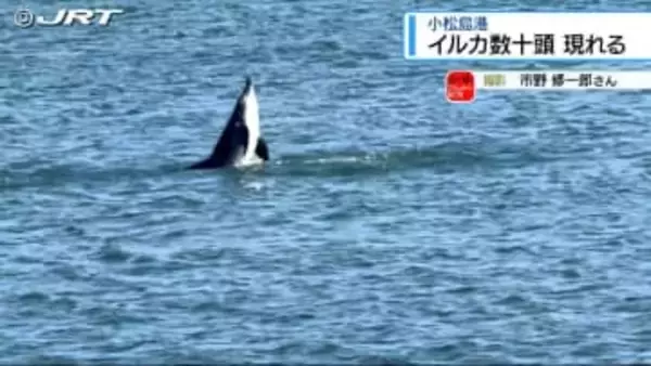 「朝も！夕方も！」小松島港にイルカの群れ現る【徳島】