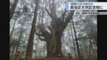 海陽町の巨木群生地　県の天然記念物に指定【徳島】
