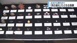 「奥深い「貝」の世界を紹介　県立博物館で企画展【徳島】」の画像1