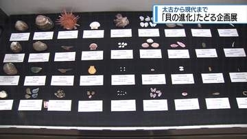 奥深い「貝」の世界を紹介　県立博物館で企画展【徳島】