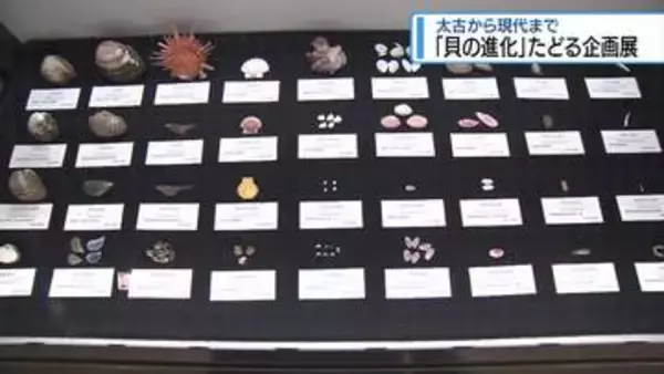 奥深い「貝」の世界を紹介　県立博物館で企画展【徳島】