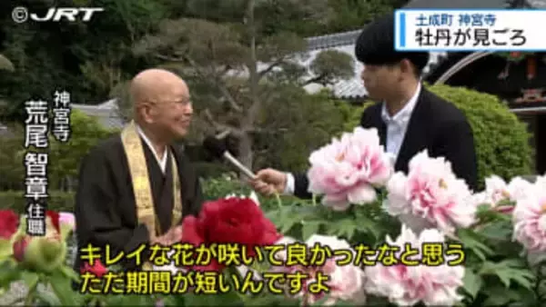 150種類の牡丹が見ごろ　阿波市土成町の神宮寺【徳島】