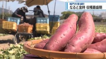 上質な甘さとホクホク食感　「なると金時」の収穫最盛期【徳島】