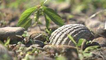 知られざる遺跡へ　古代ロマンを手に取る【徳島】