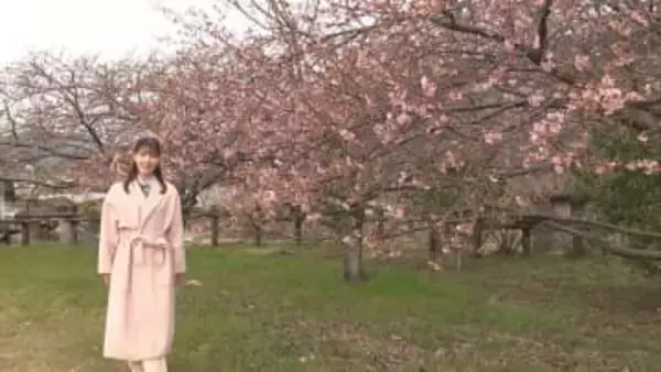 一足早い春を満喫　勝浦町で「河津桜」ほころぶ【徳島】