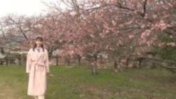 一足早い春を満喫　勝浦町で「河津桜」ほころぶ【徳島】