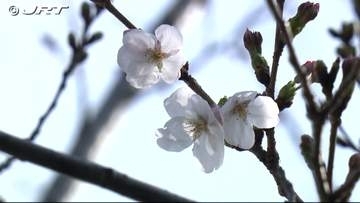 徳島で桜の開花を発表【徳島】