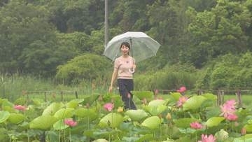 古代ハスが見ごろ　鳴門市・島田島の休耕田【徳島】