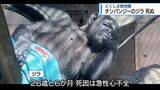 「メスのチンパンジー「ジラ」死ぬ　とくしま動物園【徳島】」の画像1