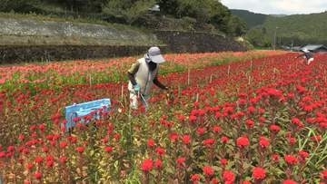 お盆のお供え用に　ケイトウの収穫ピーク【徳島】