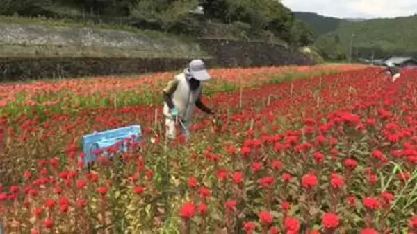 お盆のお供え用に　ケイトウの収穫ピーク【徳島】