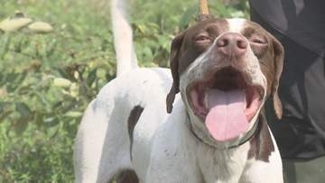 頼むぜ相棒！　日本一の狩猟犬に密着【徳島】