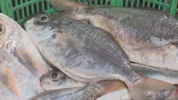 徳島なら姿寿司で　「ボウゼ」の水揚げ最盛期で港に活気【徳島】