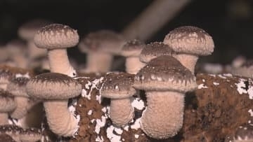 焼いても鍋でも！　生シイタケの出荷最盛期【徳島】