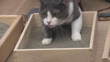 ペットも「砂灸」で無病息災！？　春分の日スケッチ【徳島】