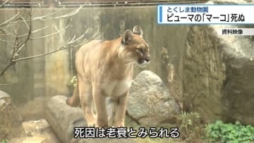 とくしま動物園のピューマ「マーコ」死ぬ　死因は老衰【徳島】