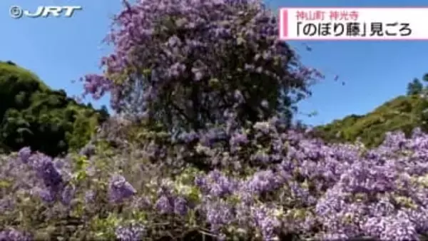 「天高く上へ上へ」　神山町の神光寺で「のぼり藤」見ごろ【徳島】