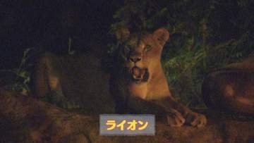 この夏も人気！　恒例「夜の動物園」で新たな魅力発見【徳島】