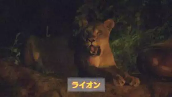 この夏も人気！　恒例「夜の動物園」で新たな魅力発見【徳島】