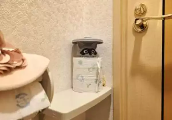 [本日の一品]トイレに住み着いたアライグマ、ペーパーの陰からこちらを見る
