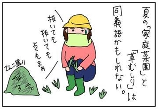 きゅうりが食べたい! 100均グッズでベランダ水耕栽培