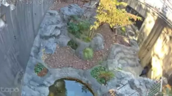 クマ出没を知らせるAIアシスタント、TP-Link