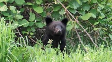 岩手・山田の海水浴場に熊　緊急銃猟で駆除　けが人はなし　