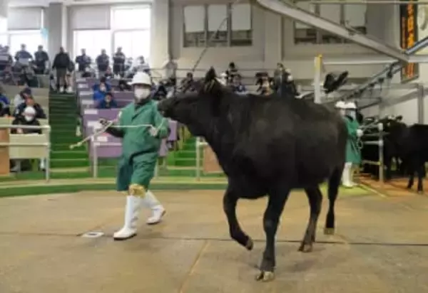 宮城・美里で子牛初競り、価格は回復基調