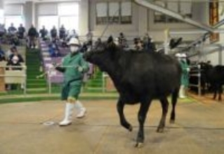 宮城・美里で子牛初競り、価格は回復基調