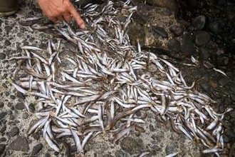 仙台・広瀬川でアユ2000匹が大量死