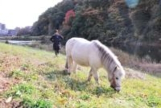 ポニーの「ポーちゃん」熊を警戒?　目撃情報後、散歩コースの仙台・広瀬川に行かなくなる