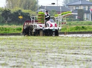 「良い酒は、良いコメから」　宮城・大崎の一ノ蔵が「やまのしずく」田植え