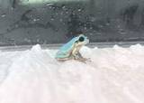 「宮城・大崎の昆虫少年が見つけた青いアマガエルが仙台に引っ越し＜みちのく＞」の画像1