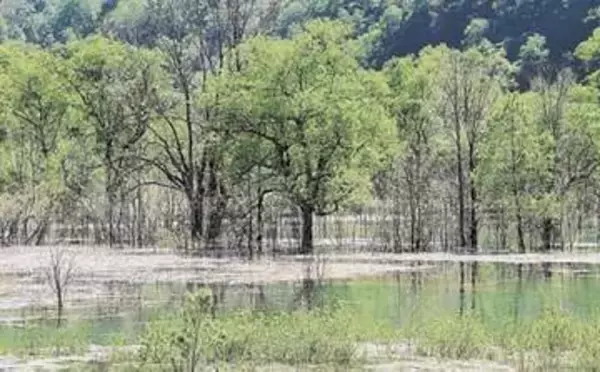 「もう一つの水没林」　山形・鶴岡の荒沢ダムに出現　5月下旬に見頃迎える＜みちのく＞