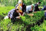 「江戸期の「富谷茶」復活を目指し、今年も茶摘みが始まる」の画像1