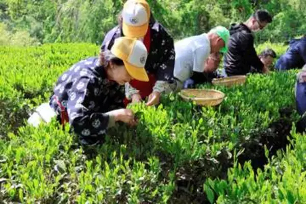 江戸期の「富谷茶」復活を目指し、今年も茶摘みが始まる