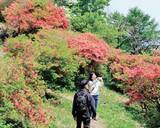 「田束山のツツジ見頃　鮮やかに山頂付近を彩る　宮城県南三陸町と気仙沼市の山」の画像1