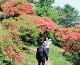 田束山のツツジ見頃　鮮やかに山頂付近を彩る　宮城県南三陸町と気仙沼市の山
