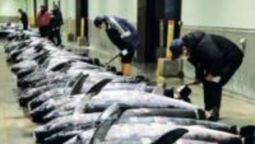 メカジキ269匹水揚げ　今年の豊漁期す　宮城・気仙沼魚市場で初売り